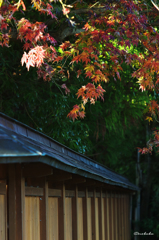 最後の紅葉