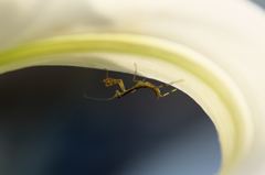 カマキリ