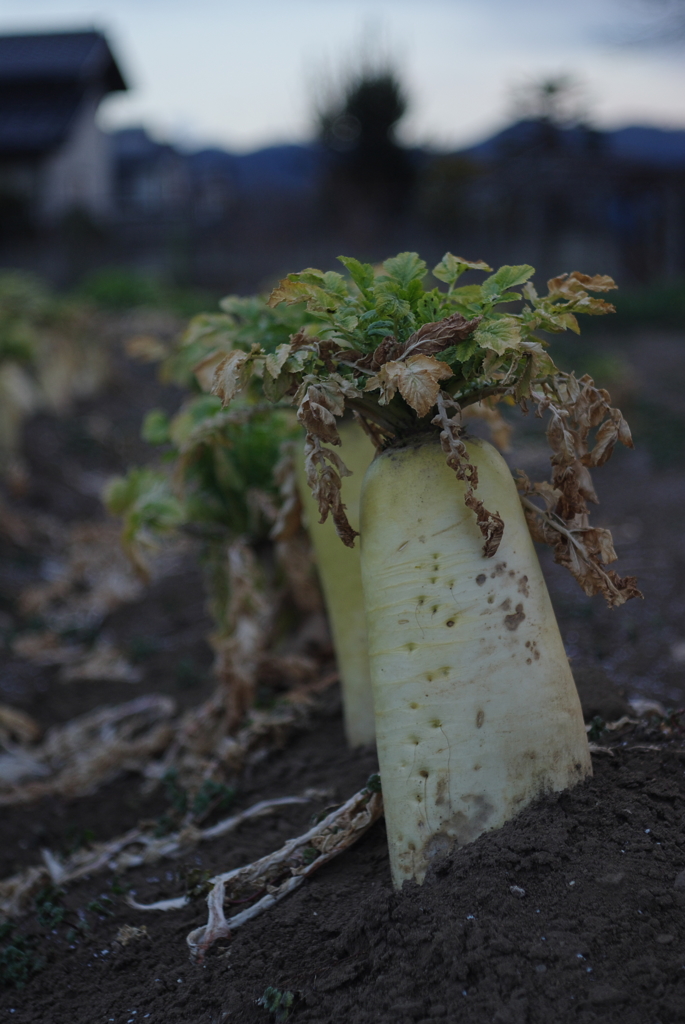 出た大根