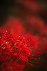紅