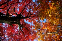 2014紅葉　太平山県立自然公園