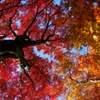 2014紅葉　太平山県立自然公園