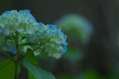 あじさい