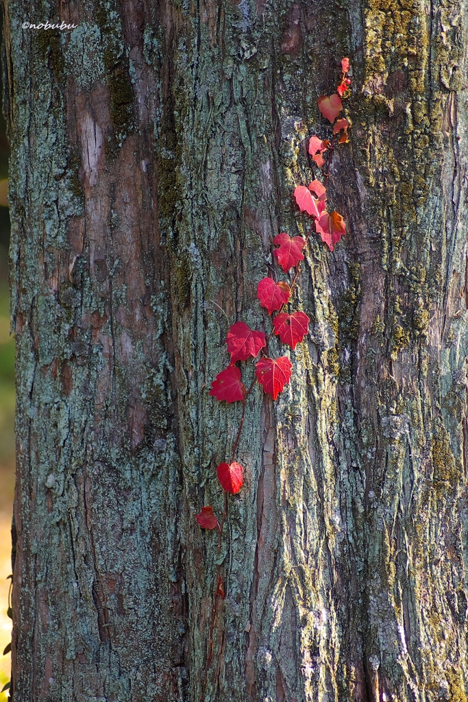 2014紅葉　大慈寺