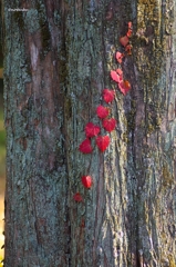 2014紅葉　大慈寺