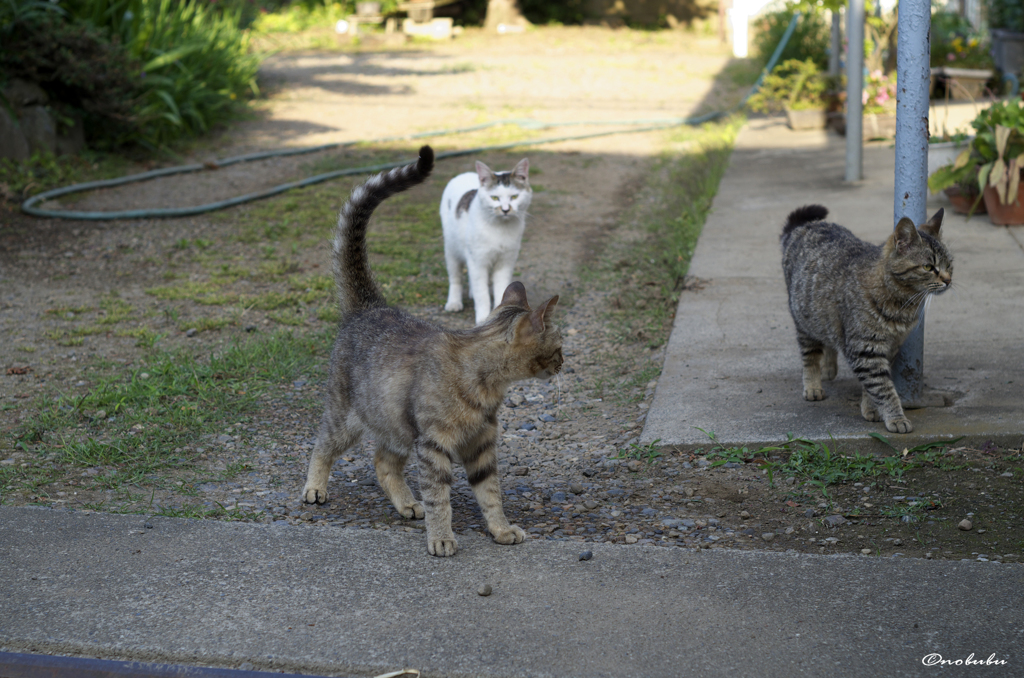 猫