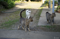 猫