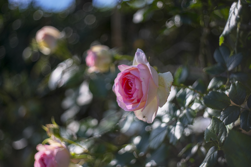 薔薇