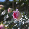 薔薇