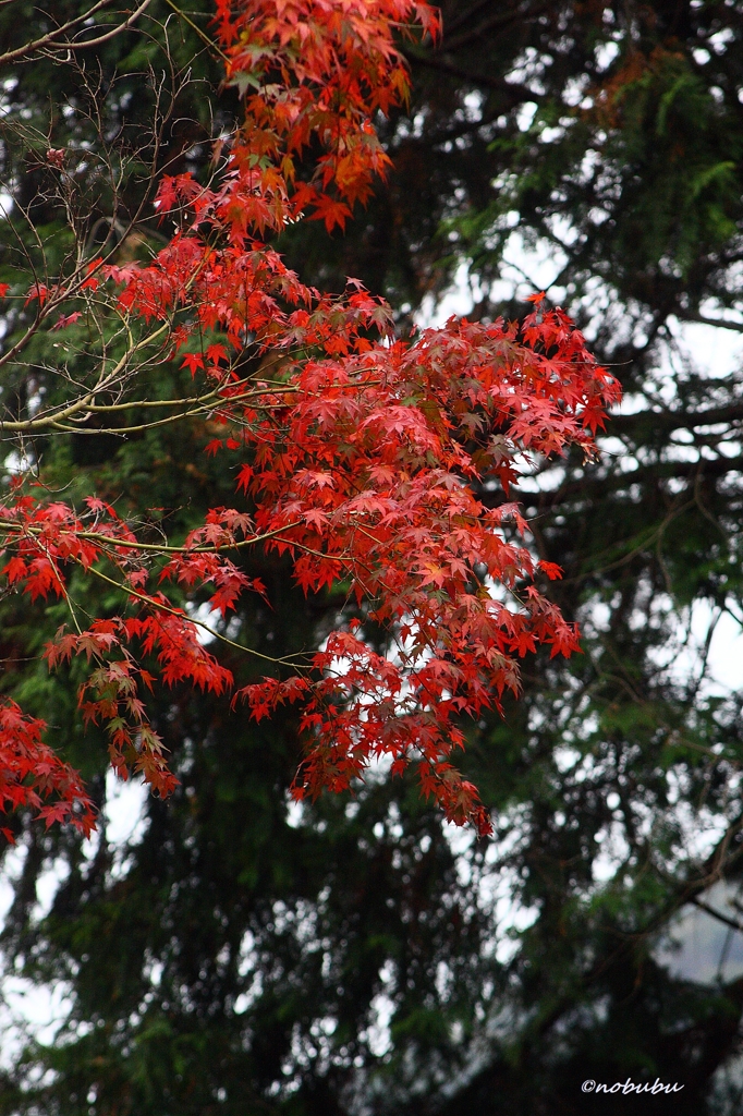 紅葉
