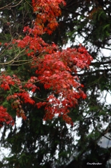 紅葉