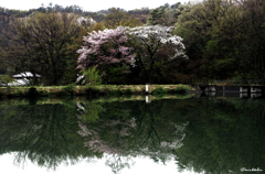 溜池の春