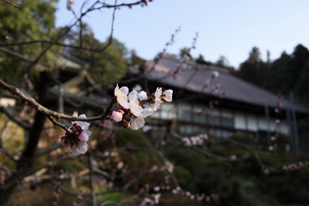 寺と梅