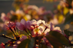残桜
