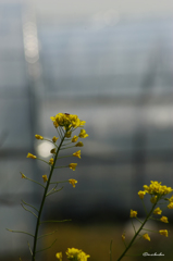 道端の菜