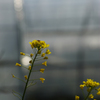 道端の菜