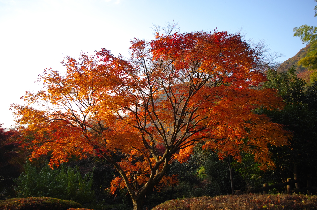 2014紅葉　清水寺