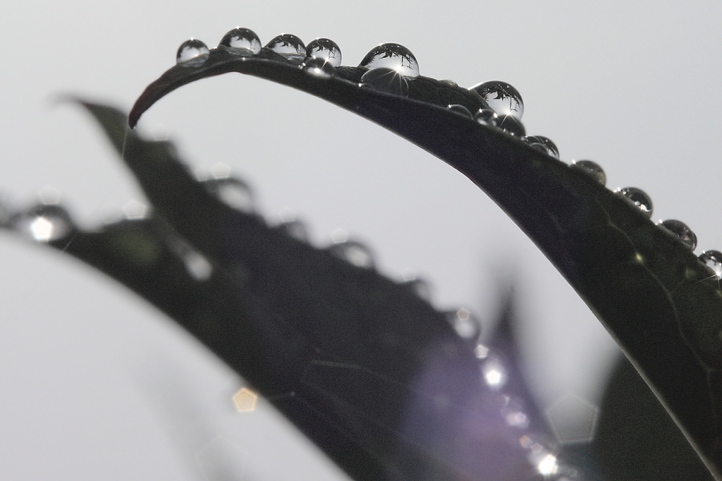 雨上がりのきらめき