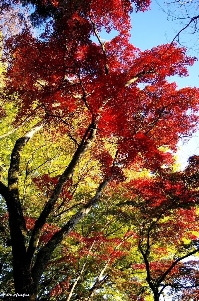 2014紅葉　太平山県立自然公園