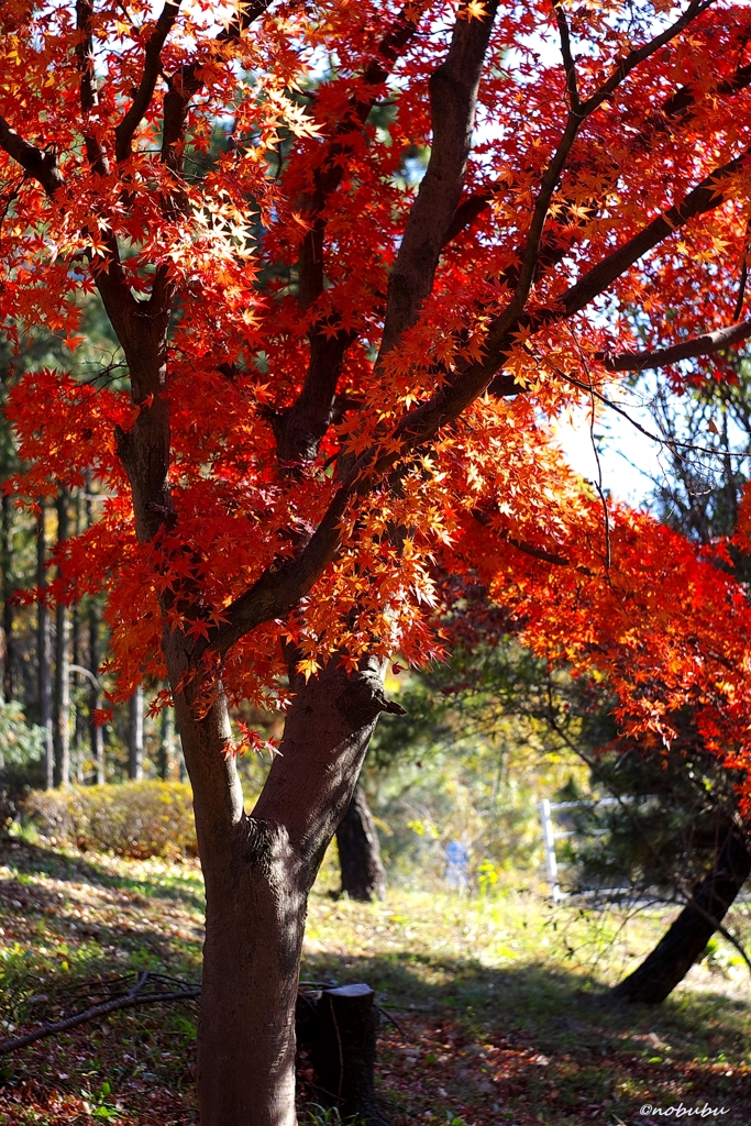 紅葉