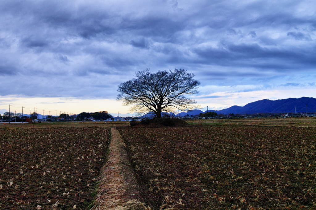 One tree in a rice field １