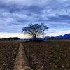 One tree in a rice field １