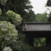 山門と紫陽花