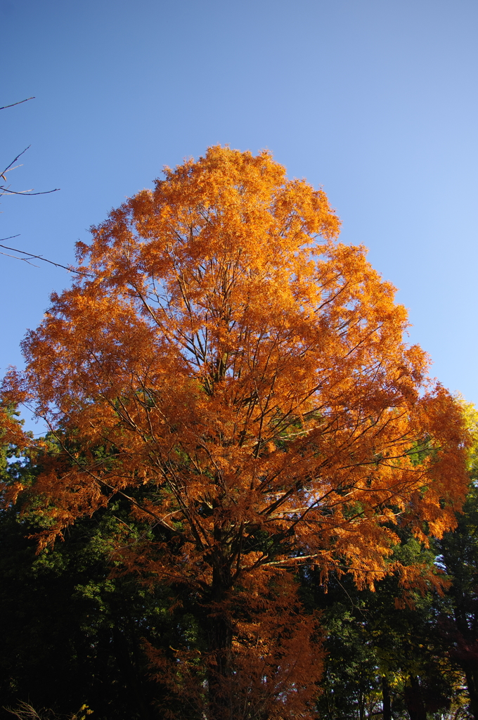 2014紅葉　大慈寺
