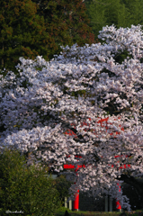桜と鳥居
