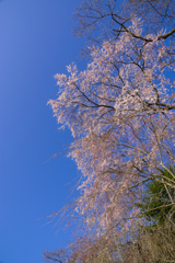 大山寺桜