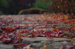 2014紅葉　清水寺