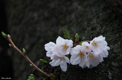 咲き始めの桜