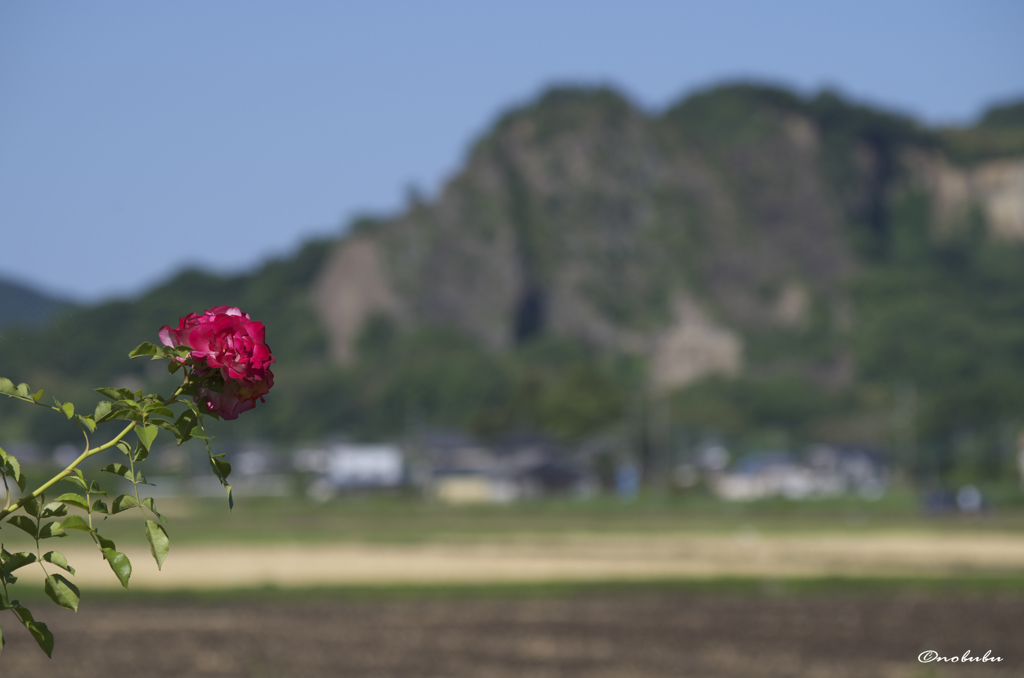 薔薇と