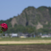 薔薇と