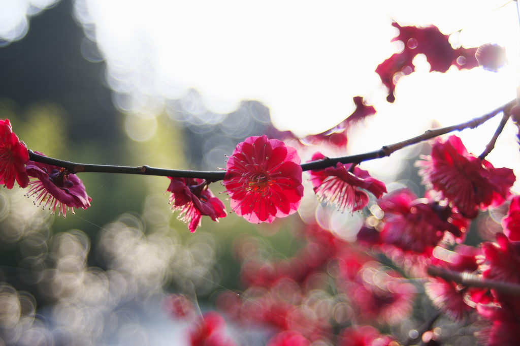 紅梅