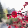 紅梅