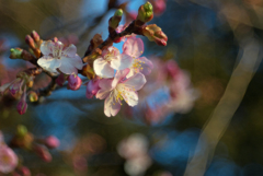 桜の練習