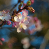 桜の練習