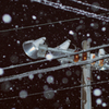 夜の雪