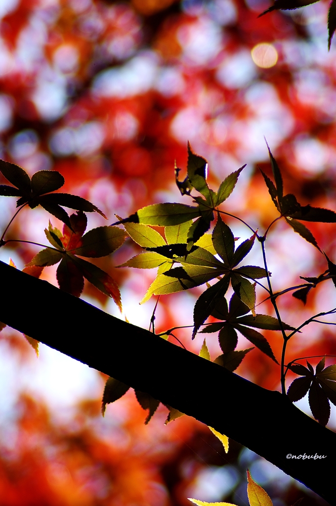 紅葉　唐沢山