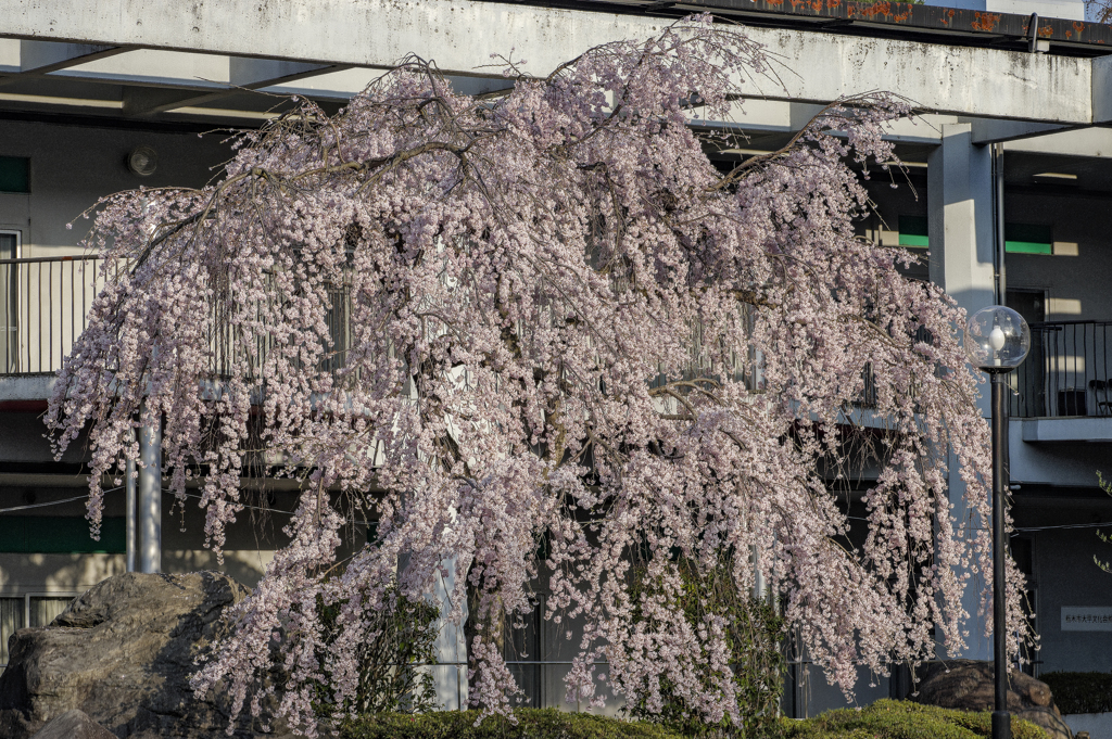 枝垂れ桜