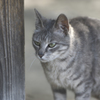 この山一番の美人野良猫