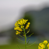 菜の花と岩船山