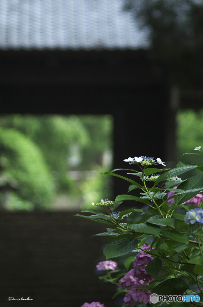 大中寺紫陽花