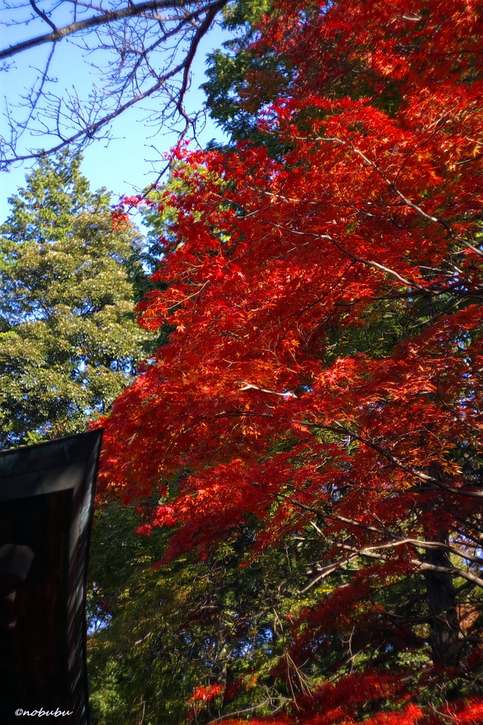 紅葉 唐沢山