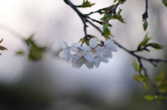 山の上はまだ桜