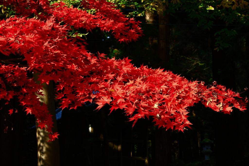 紅