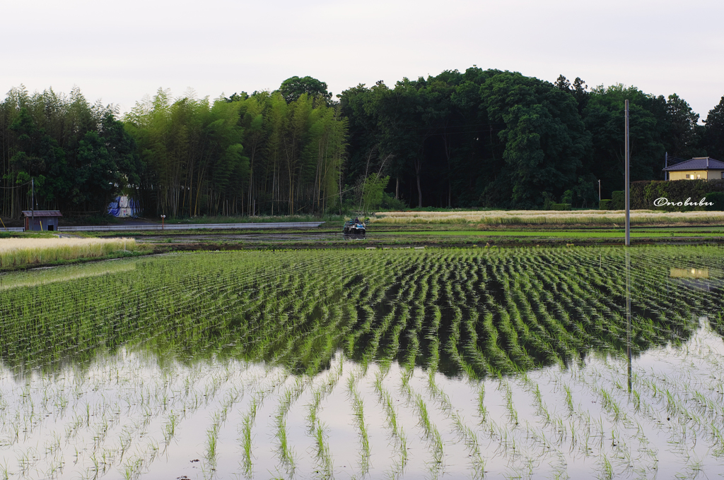 田植え