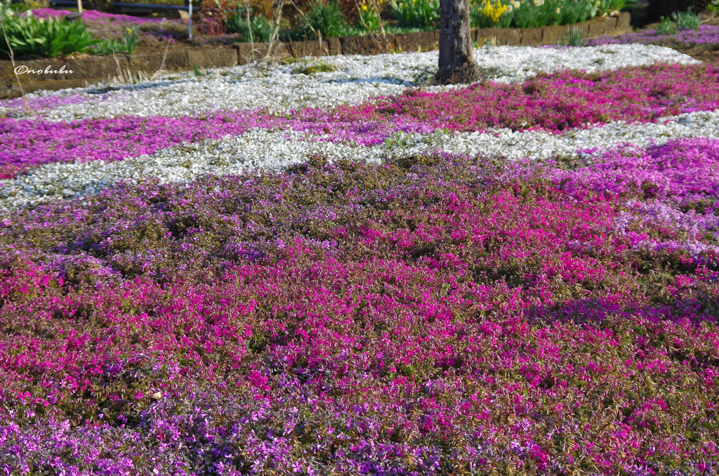 芝桜