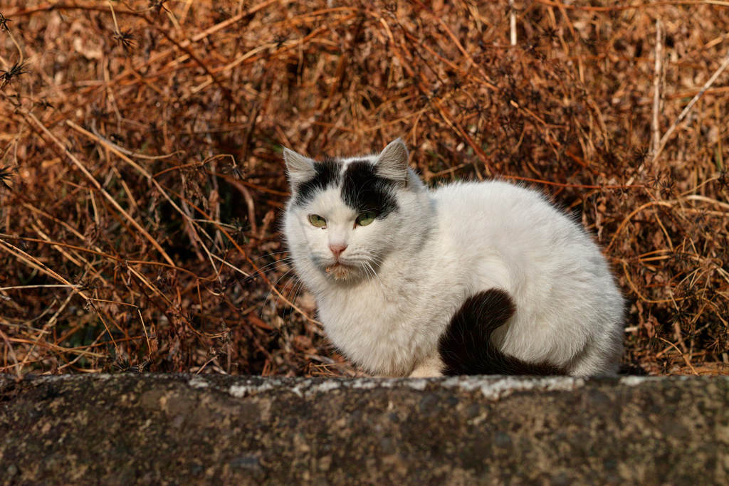 ねこ